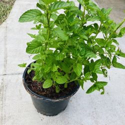 SPEARMINT MINT PLANT 