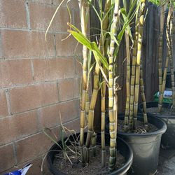 Sugar Cane Three 