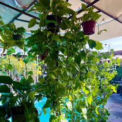 Plants (6”pot🌿Golden pothos $15 each)