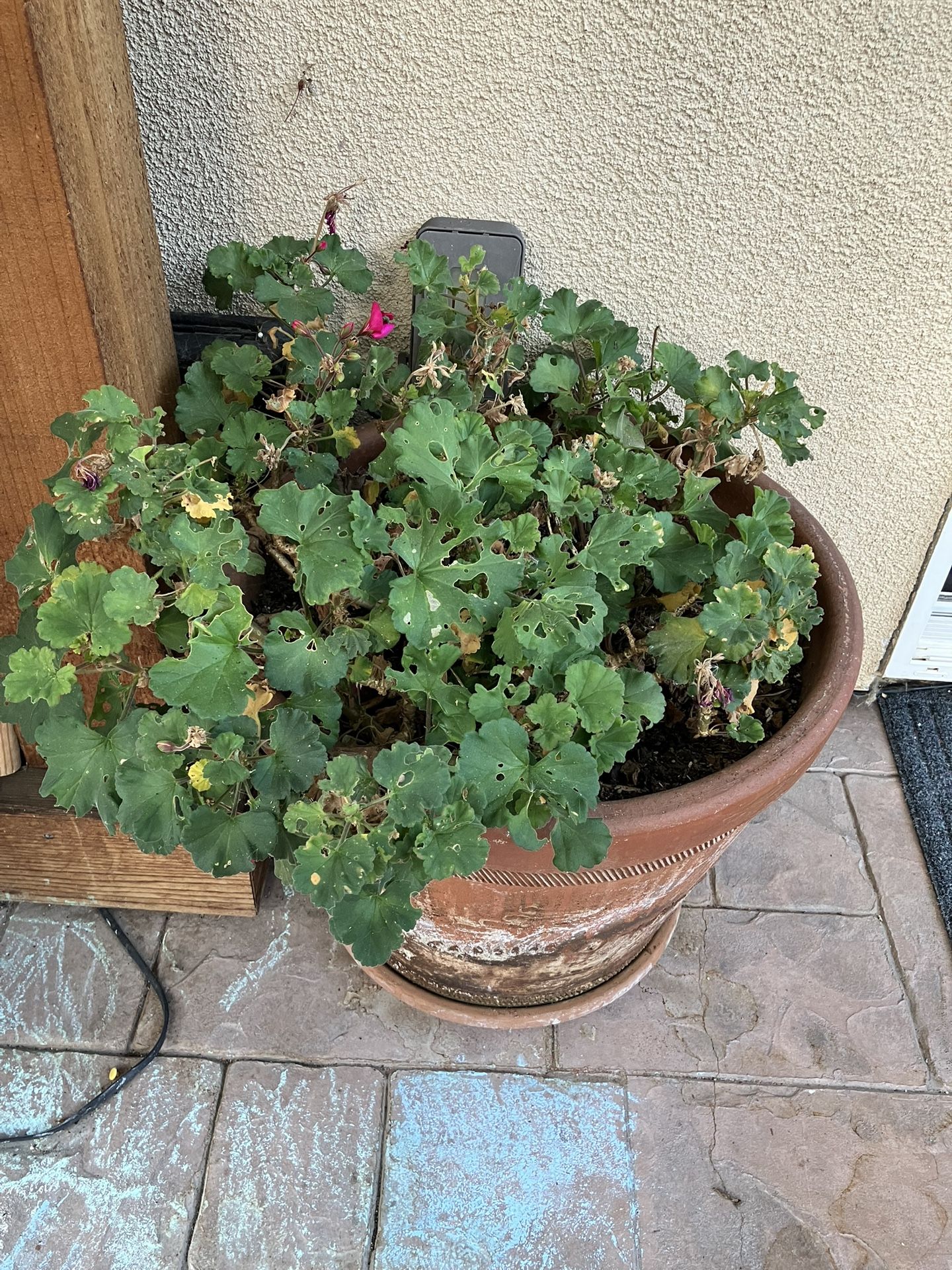 Free Geraniums Plants