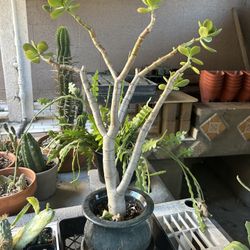 Jade Tree Bonsai Succulent