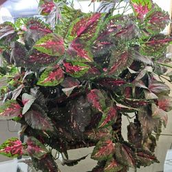 Artificial Plant In A Basket