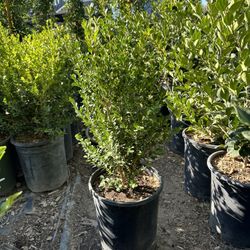 Japanese Boxwood