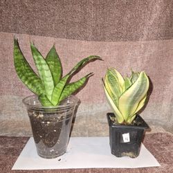  Snake Plant Bundle 