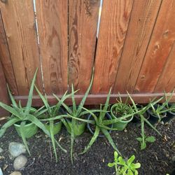 Aloe vera plants