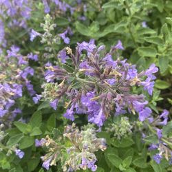 Organic cat nip bunch