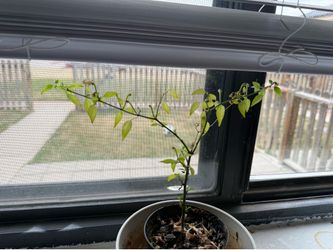 Healthy plants