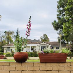 Two Terracotta Pots With Perennials