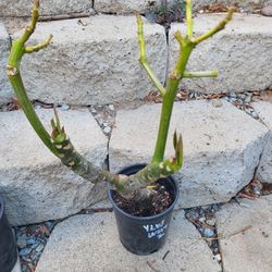 Yellow And White Plumeria Plant One Gallon Pot