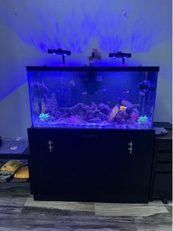 90 gal saltwater tank and fish