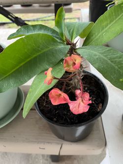 Crown of Thrns plant