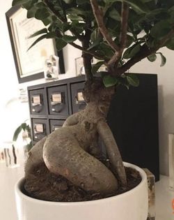Jamaican Twaerker Tree  Rare