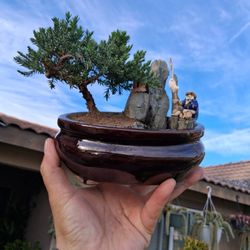 Small Juniper Bonsai Tree $38