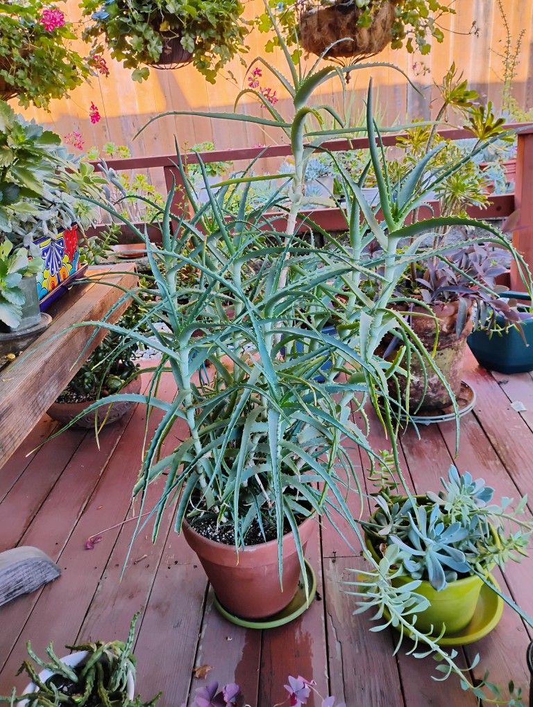 Candelabra Aloe Plant