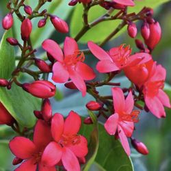 Jatropha Tree 