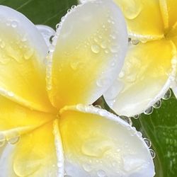 Plumeria Cuttings Celadine