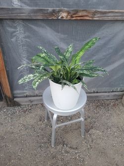 Variegated Peace Lily Plant 8" Nursery Pot