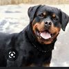 Best Friend