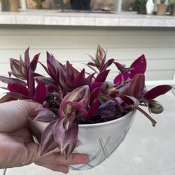 Real succulent plant 