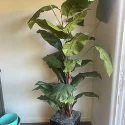 6feet Beautiful Spatula plant 