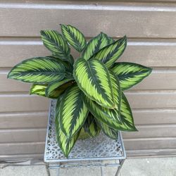 6” Calathea Beauty Star