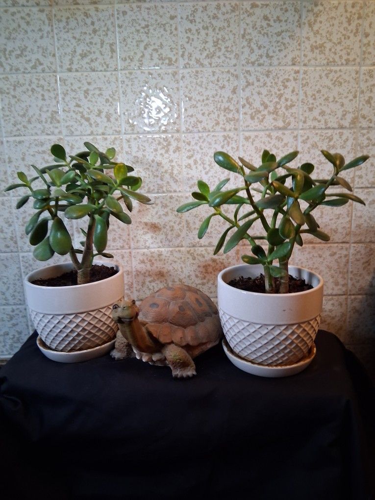 Jade Plant