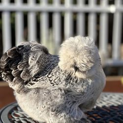 Silkie Hatching Eggs