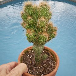 6.5" Very Crested Red Spined Monstrose Peruvian Apple Cactus Rooted  $45 -Ship $7