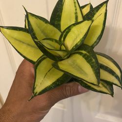 decorative pots for succulents 3-Pack Echeveria Elegans Artificial Succulents In Ceramic Pot 5"