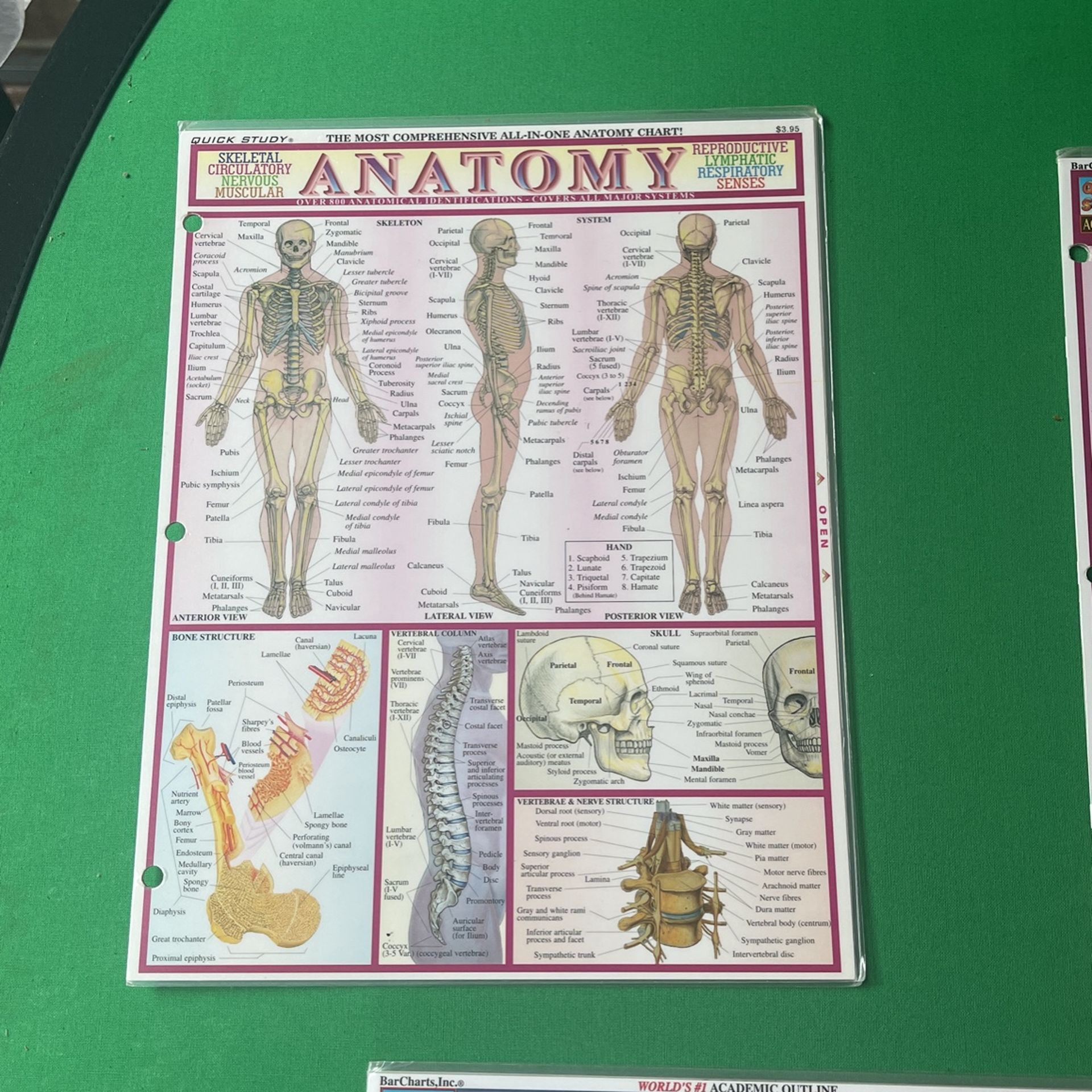 Quick Study Charts Anatomy Psychology Anatomy Test Psychology Abnormal The Brain Sociology 