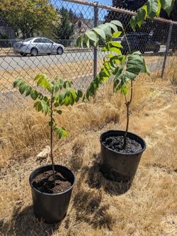 Two small chestnut  tree seedlings