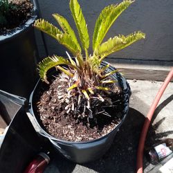 Zego Palm