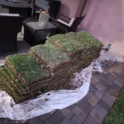  St  Augustine  Sod