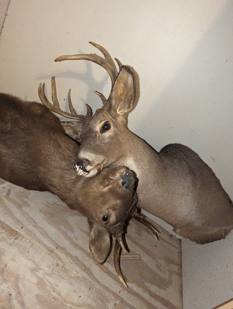 Taxidermy Deer Heads