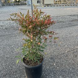Nandina Domestica