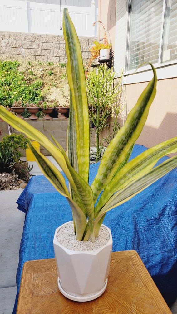 RARE Sansevieria Yellowstone Snake Plant Pot Included 38 Tall 3ft