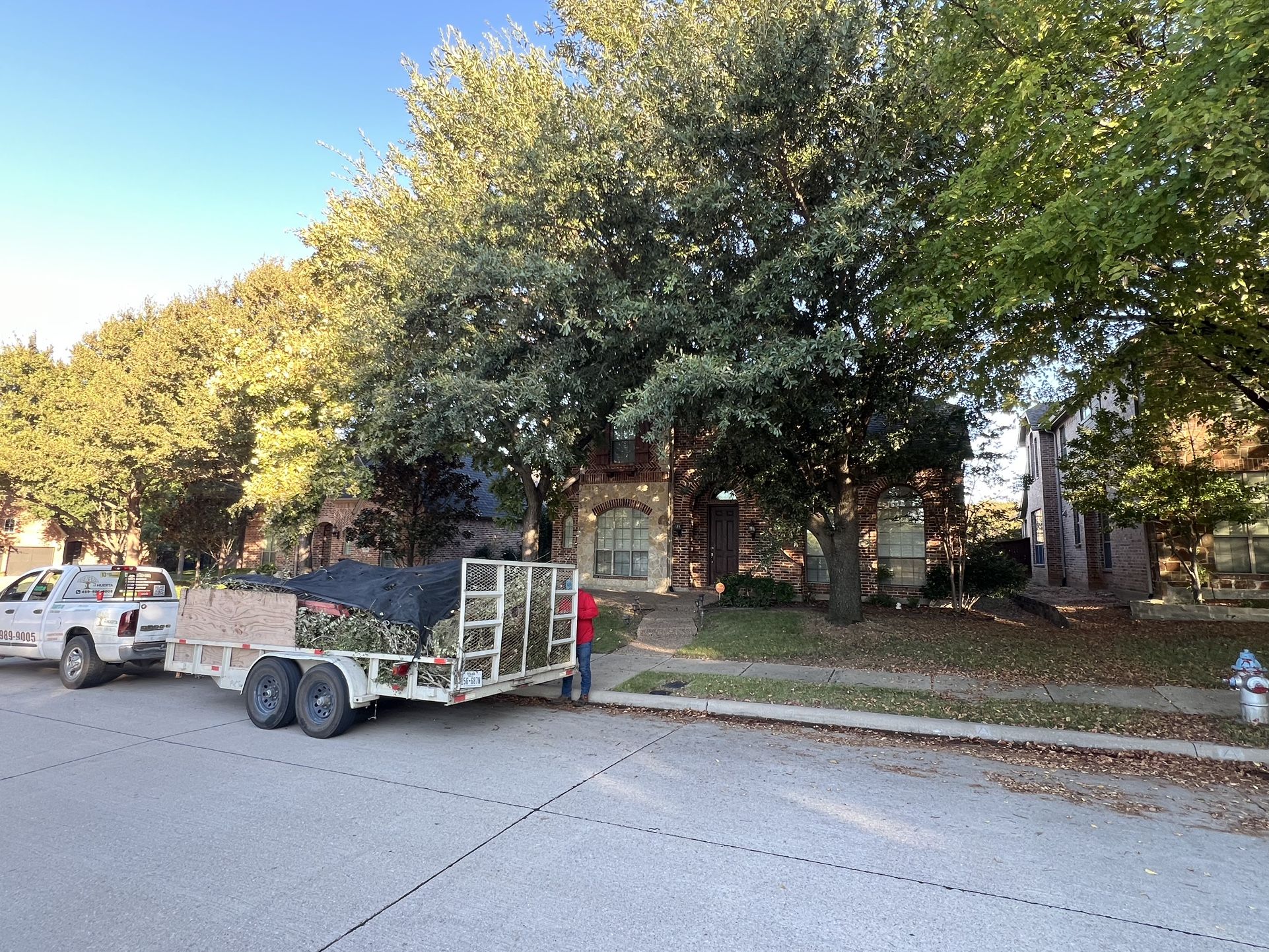 TREE EXPERTS