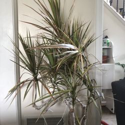 Dracaena Plant