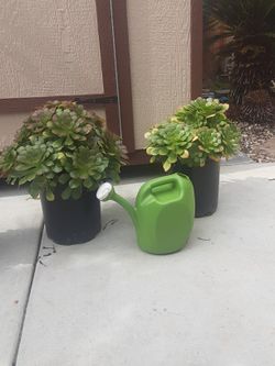 Beautiful  Succulents 