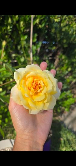 bareroot rose