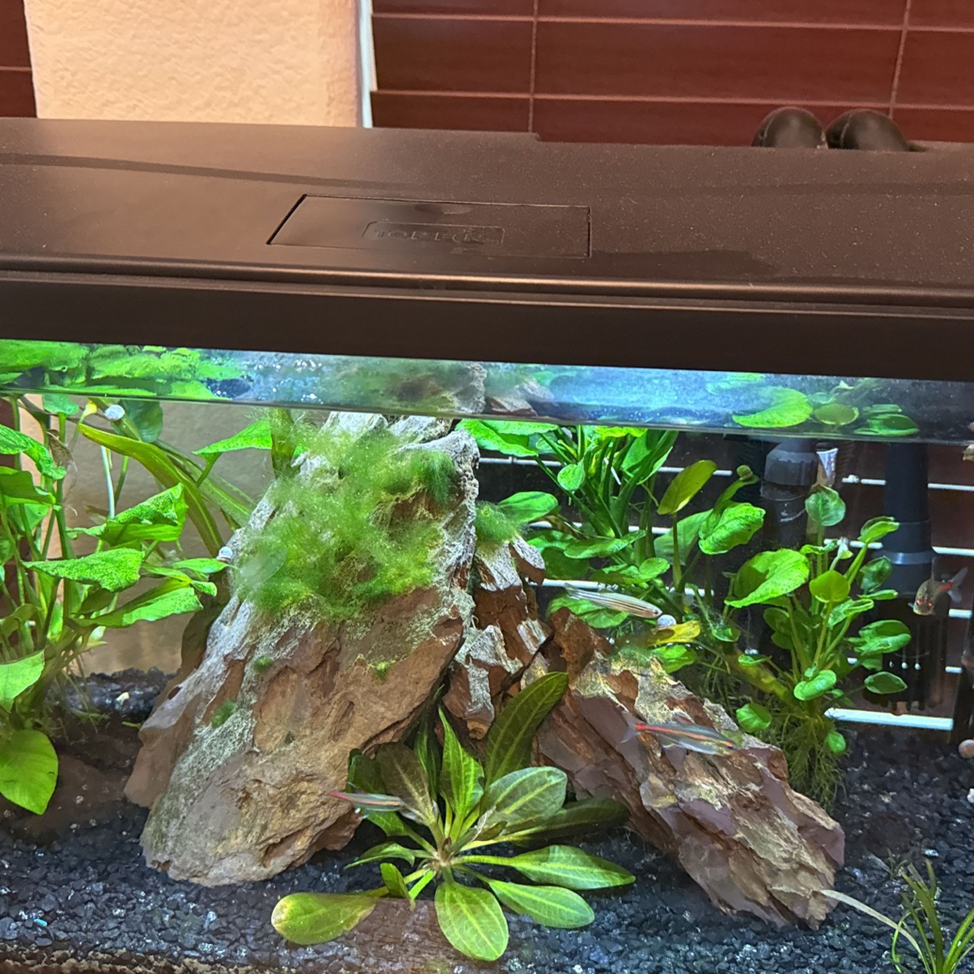 Fish tank and High capacity filter for 55