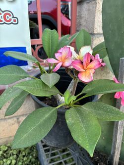 Plantas Para Vender/ Plants For Sale
