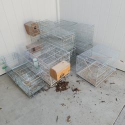 Bird Cage
