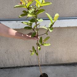 Healthy Thai Guava Fruit Tree Plant
