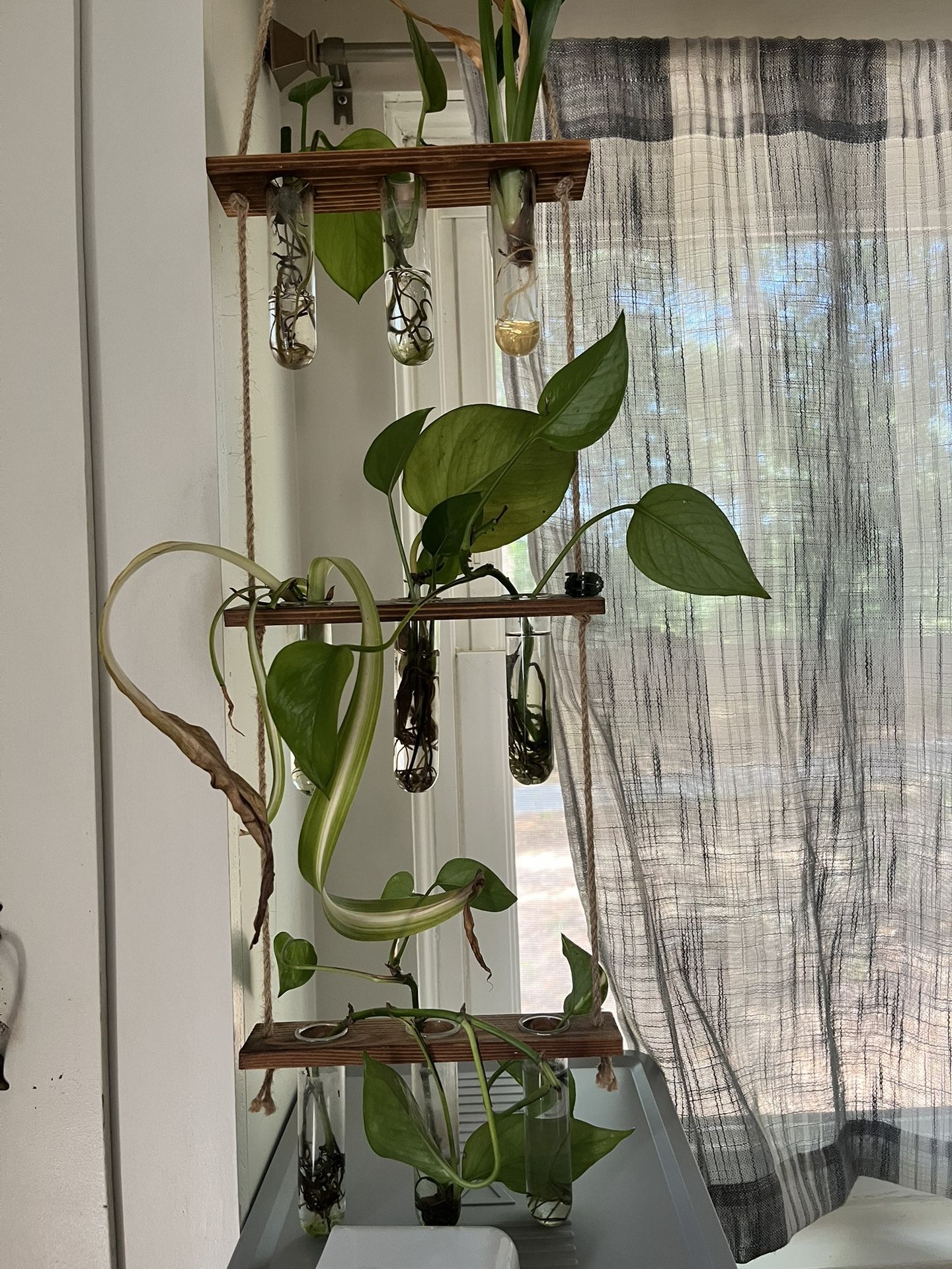 Plant Propagations