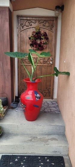Elephant Ears Colocasia Alocasia Giant In Fiberglass Vase 55" Taro Color Of Pot Makes A Wow Statement 
