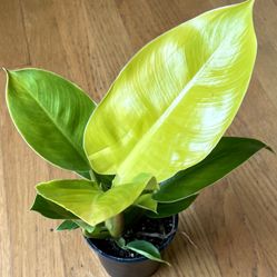 large golden pothos Golden Pothos Plant Node Cuttings, Common Popluar Houseplant and tropi   Rooting 4 Joy