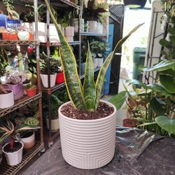 Snake Plant 