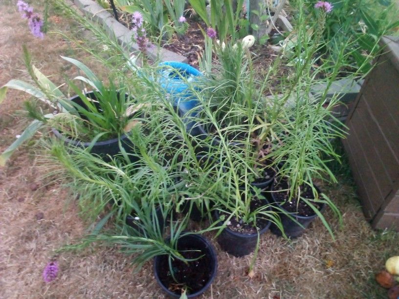 Blazing Star Plants And Lots More