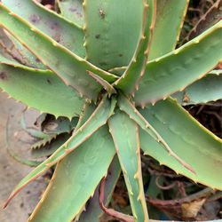Large Succulent In Ceramic Pot